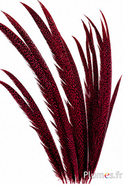 Fagiano dorato - 55-65 cm - bordò